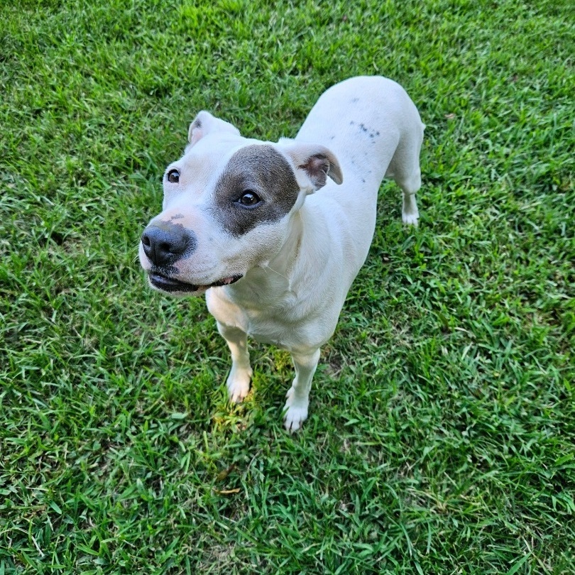 Nelly, a Adopted mixed breed in Marshallville, GA image 6/6