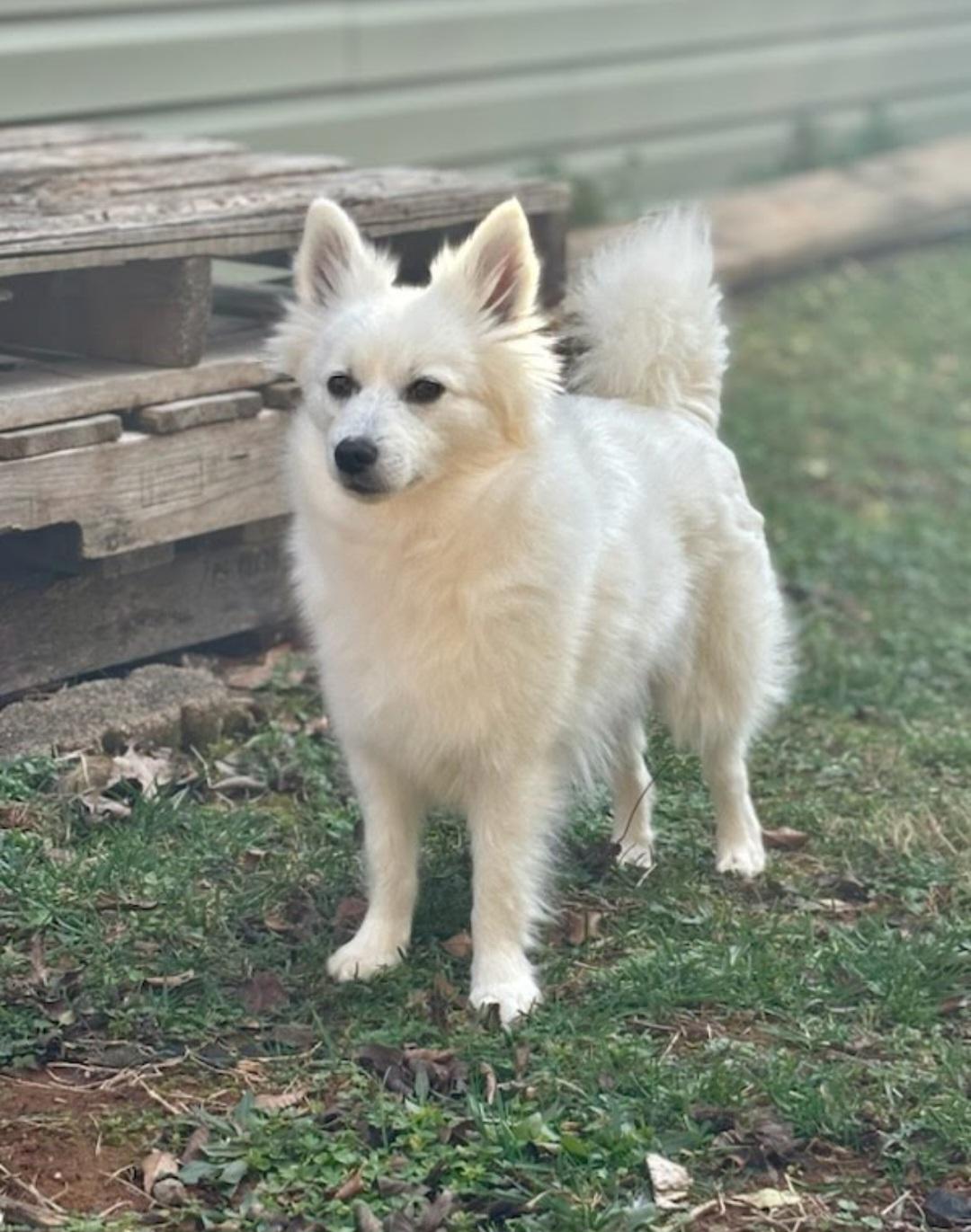 Enlarge Holly, a ADOPTABLE American Eskimo Dog in Knoxville, TN image 1/4