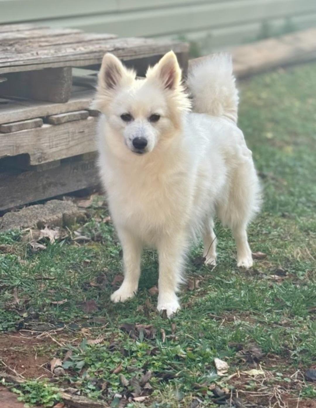 Enlarge Holly, a ADOPTABLE American Eskimo Dog in Knoxville, TN image 3/4