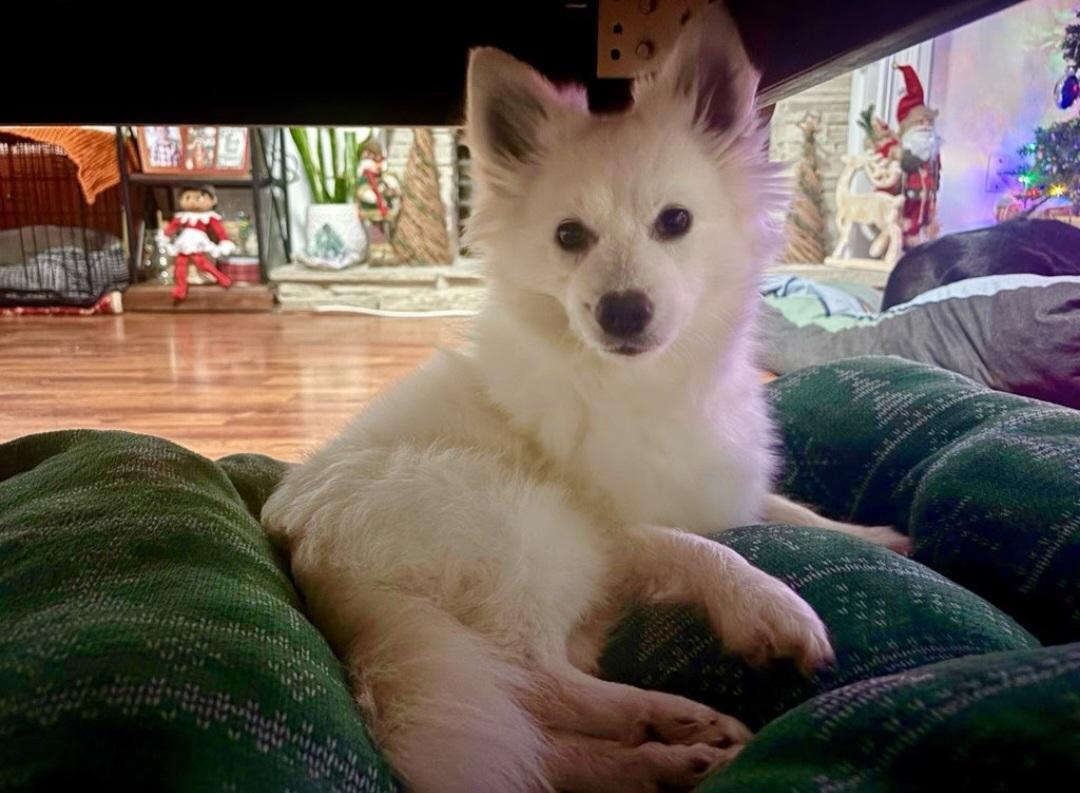 Enlarge Holly, a ADOPTABLE American Eskimo Dog in Knoxville, TN image 4/4