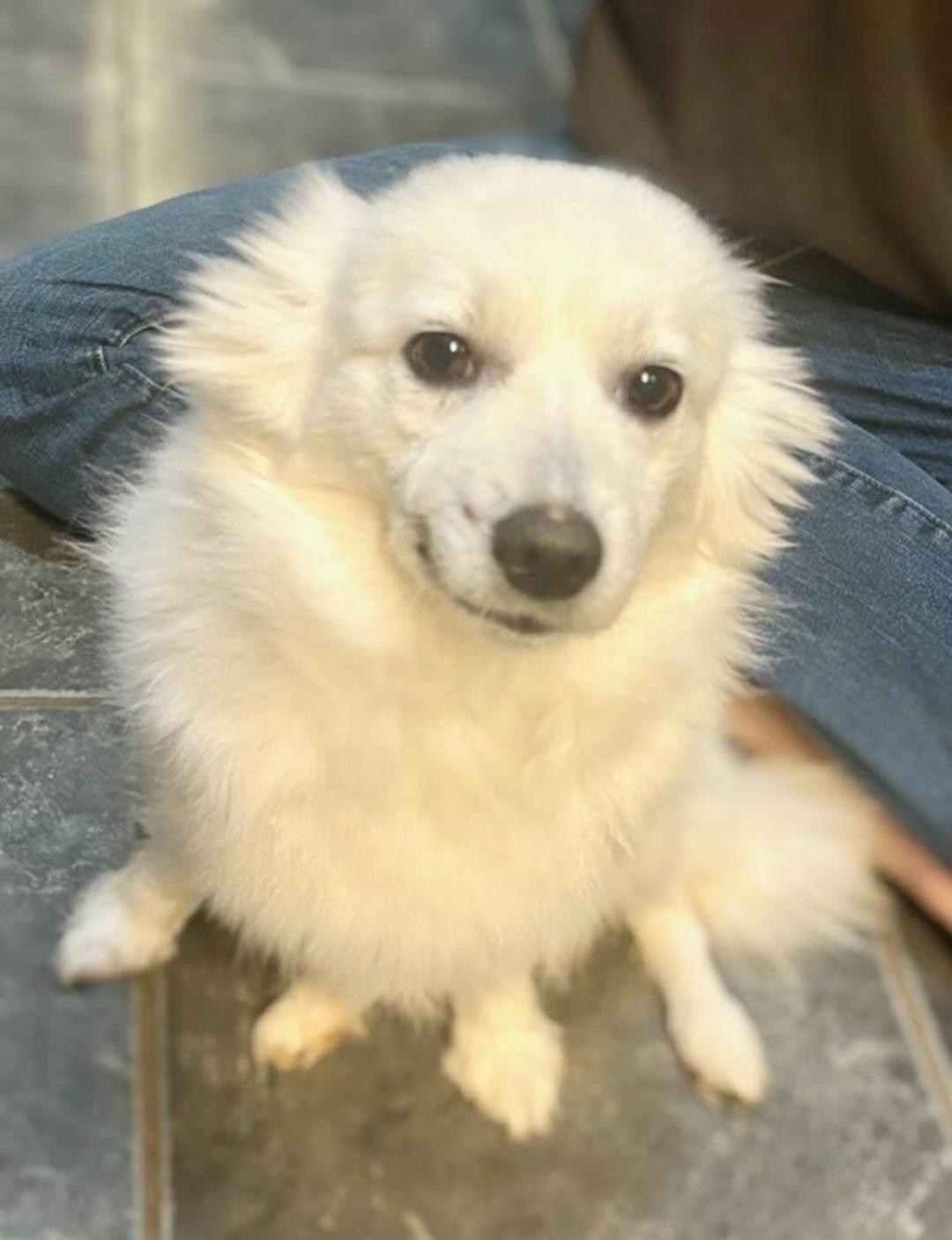 Enlarge Holly, a ADOPTABLE American Eskimo Dog in Knoxville, TN image 2/4