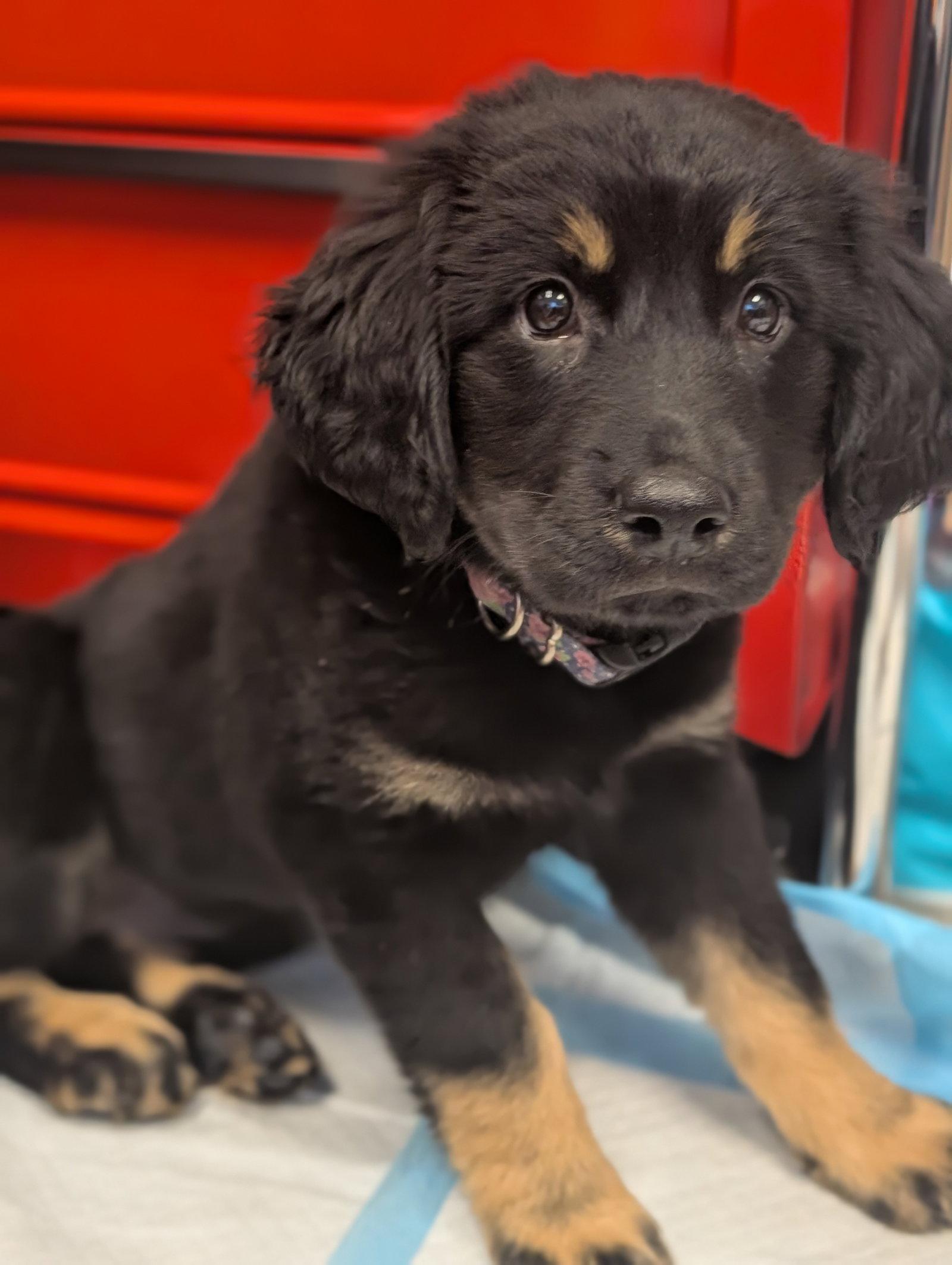 Opalite - Life of a Showgirl Litter, a Adopted mixed breed in Holly Springs, NC image 2/2