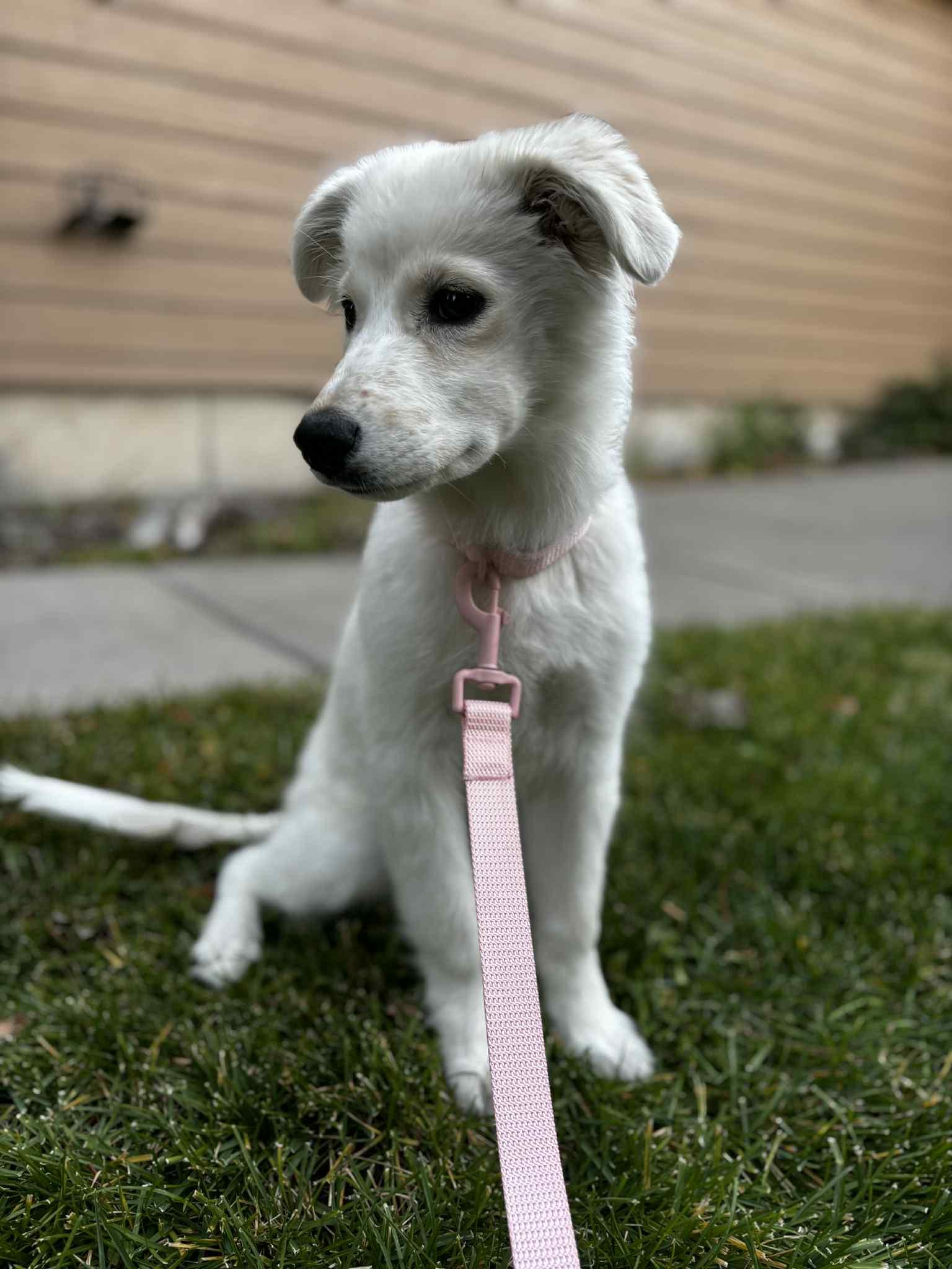 Princess