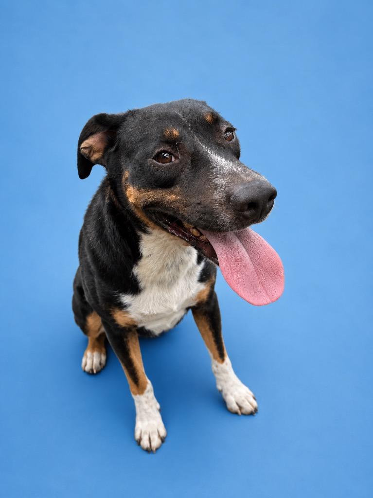 Enlarge Smitty, a Adoptable mixed breed in Wauchula, FL image 1/1