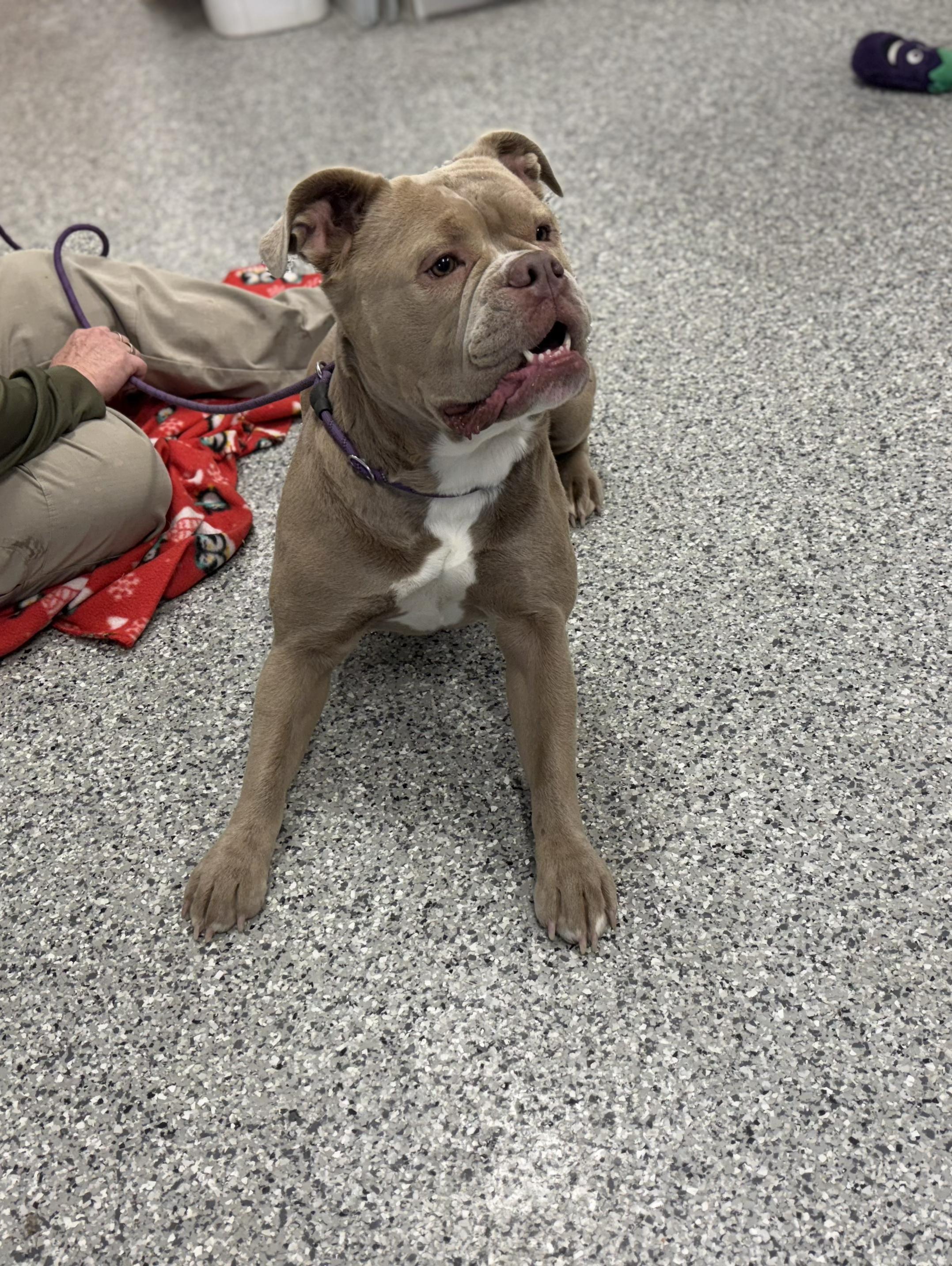 Enlarge Frayla Rose , an adoptable English Bulldog in Torrington, WY image 1/2