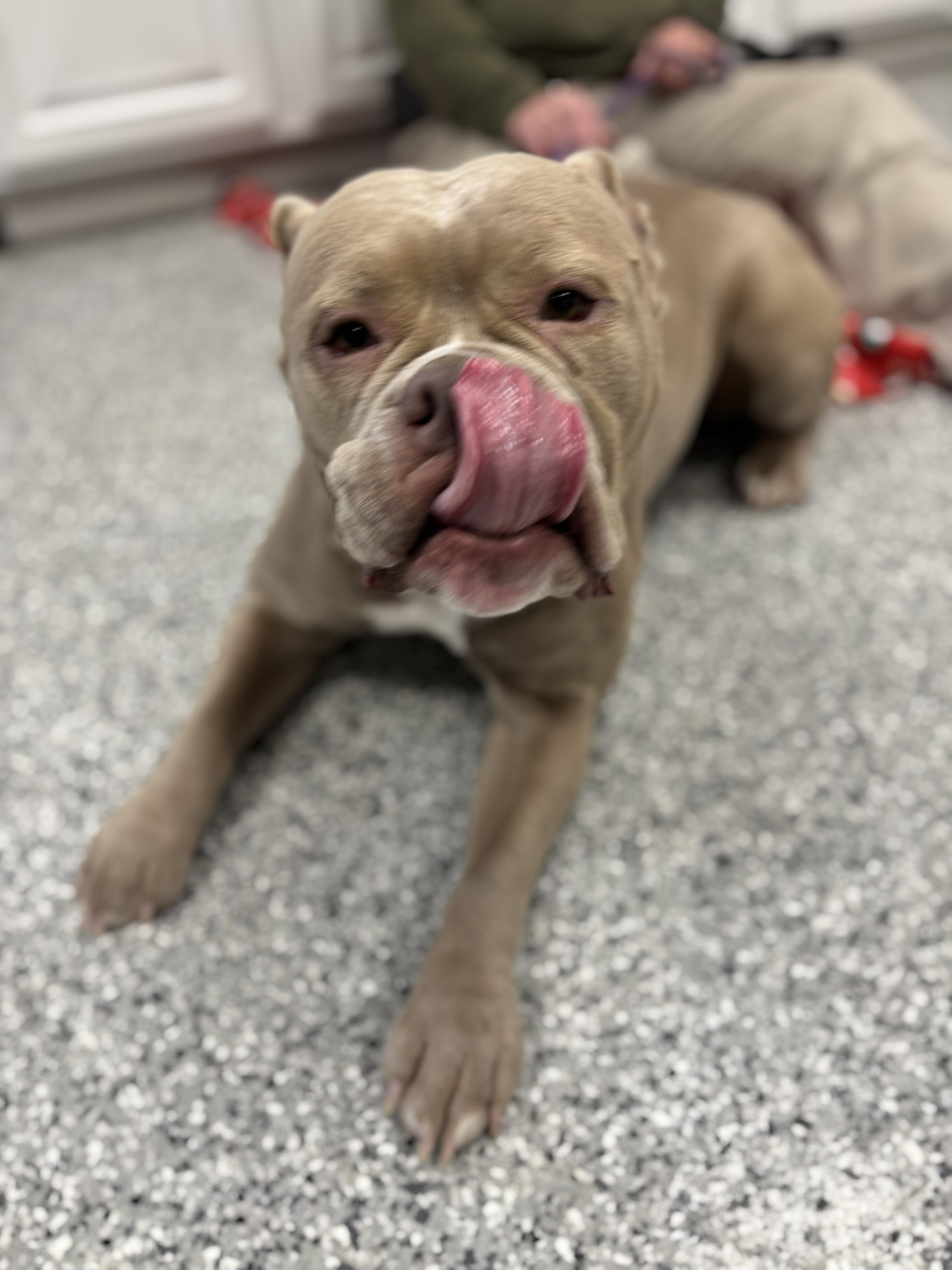 Enlarge Frayla Rose , an adoptable English Bulldog in Torrington, WY image 2/2