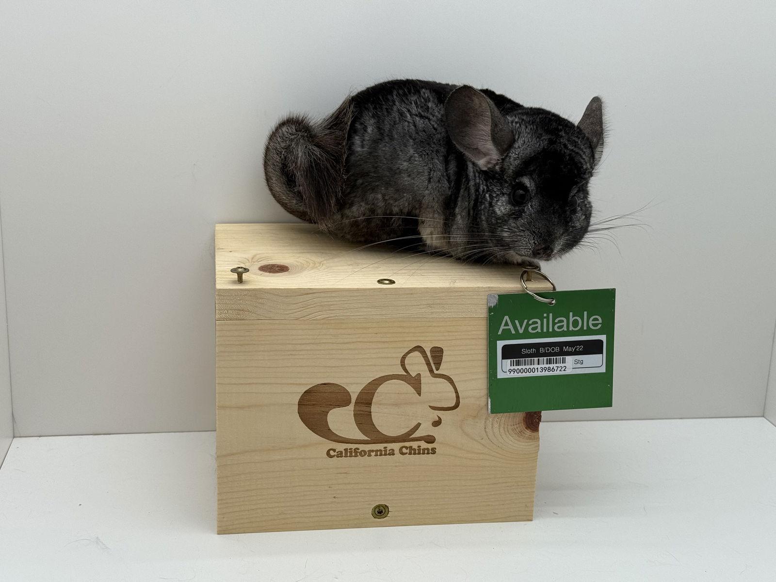 Enlarge Sloth, a Adoptable Chinchilla in Sunnyvale, CA image 1/3