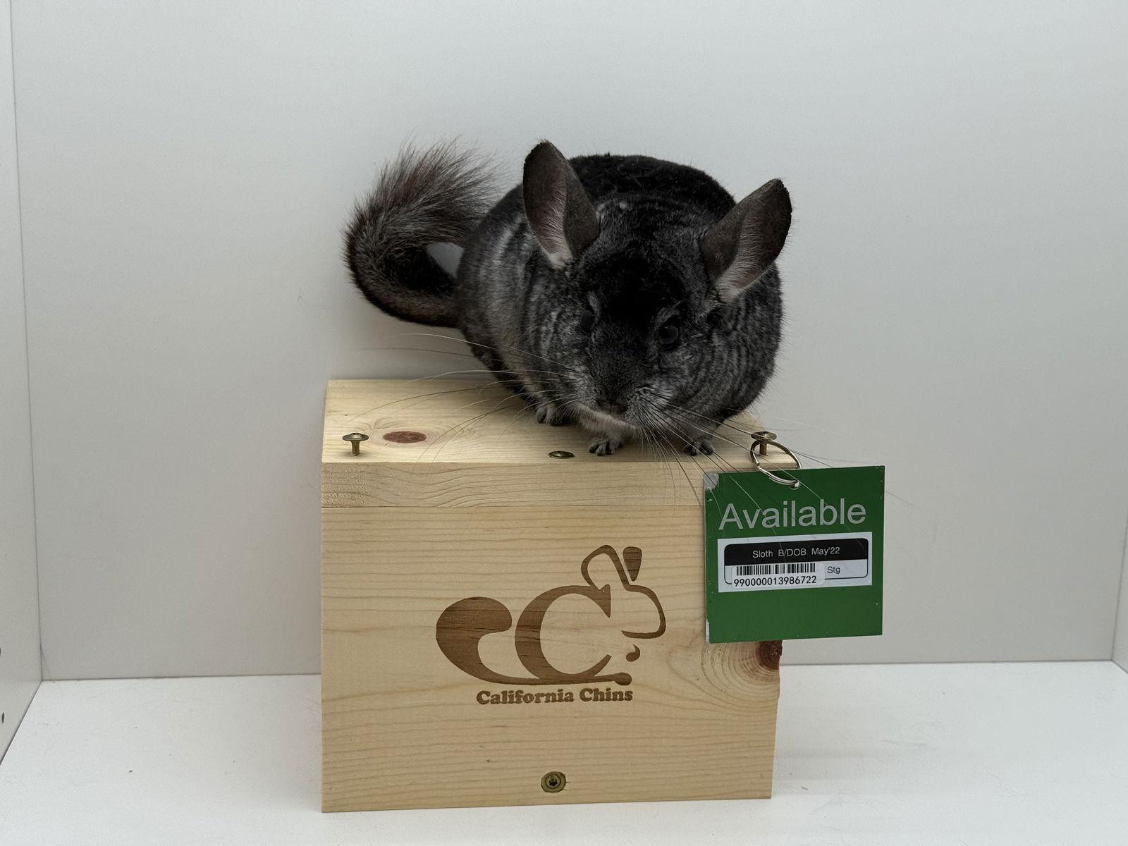 Enlarge Sloth, a Adoptable Chinchilla in Sunnyvale, CA image 2/3