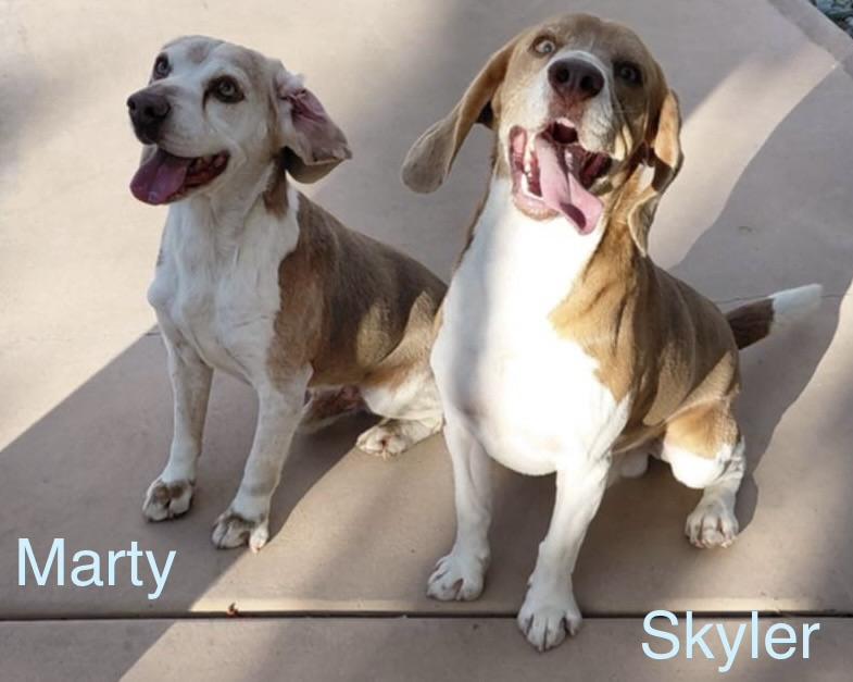 Skyler, a ADOPTABLE Beagle in San Ysidro, CA image 2/2