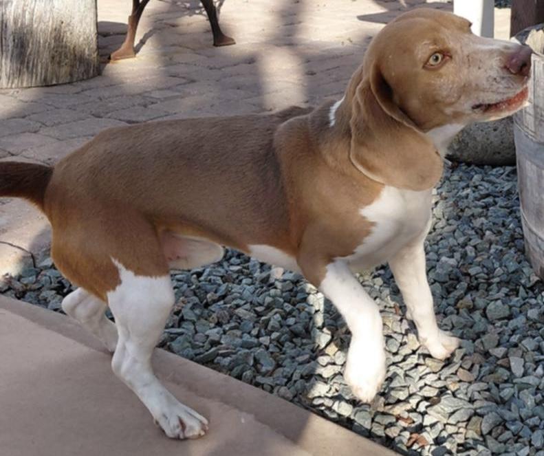 Skyler, a ADOPTABLE Beagle in San Ysidro, CA image 1/2