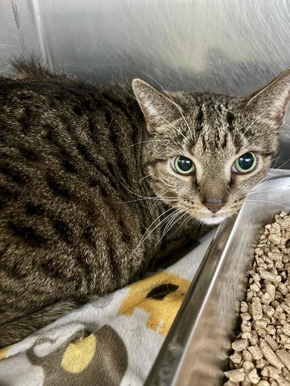 Enlarge Mayo, a Adoptable mixed breed in Winchester, VA image 1/1