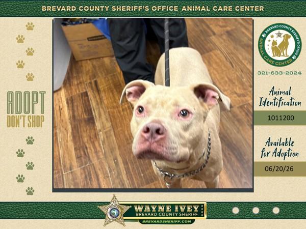 Enlarge Marshmallow, a Adoptable mixed breed in Melbourne, FL image 1/1