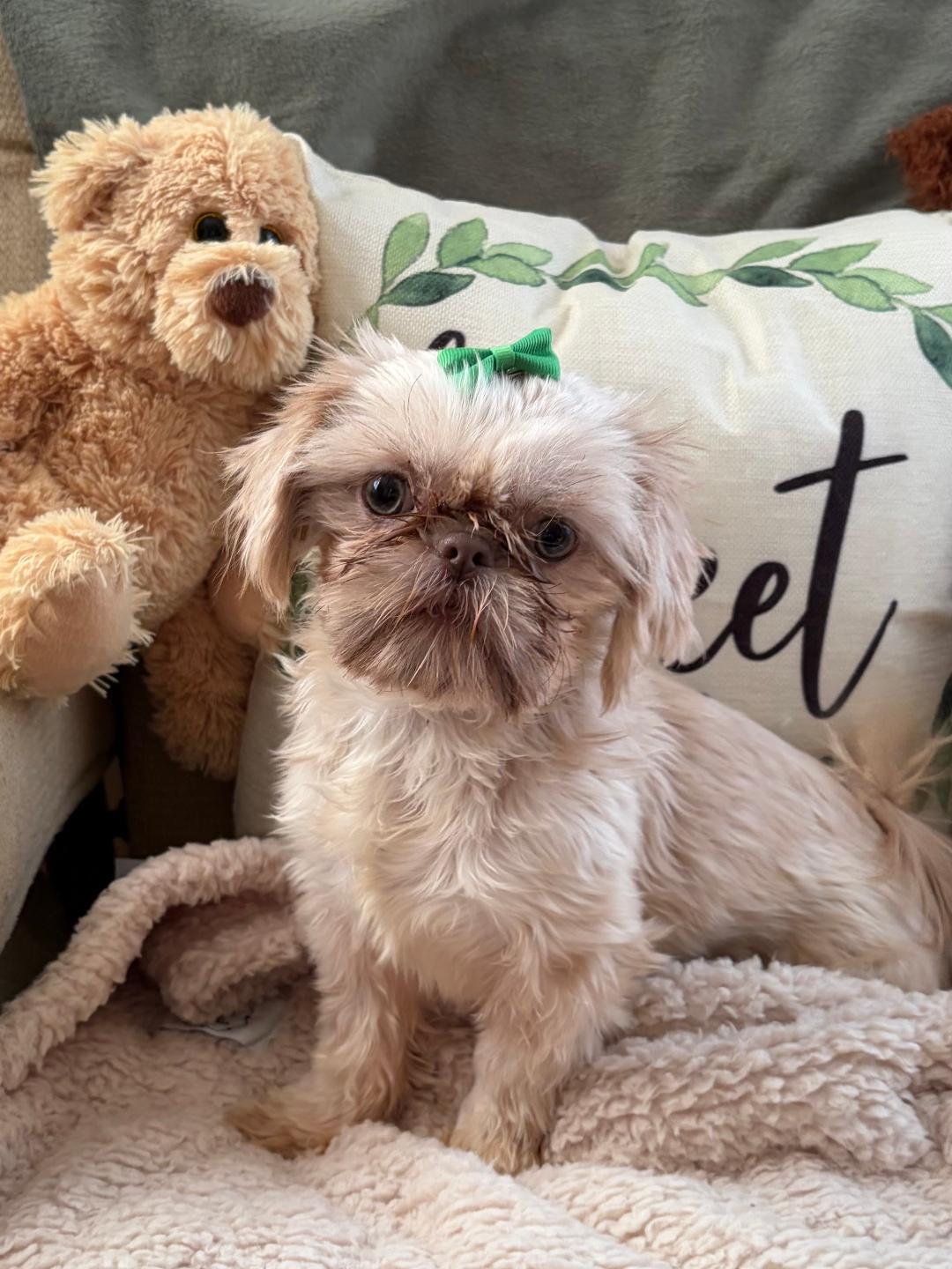 Enlarge MOLLY in RHODE ISLAND, a ADOPTABLE Shih Tzu in West Warwick, RI image 1/4