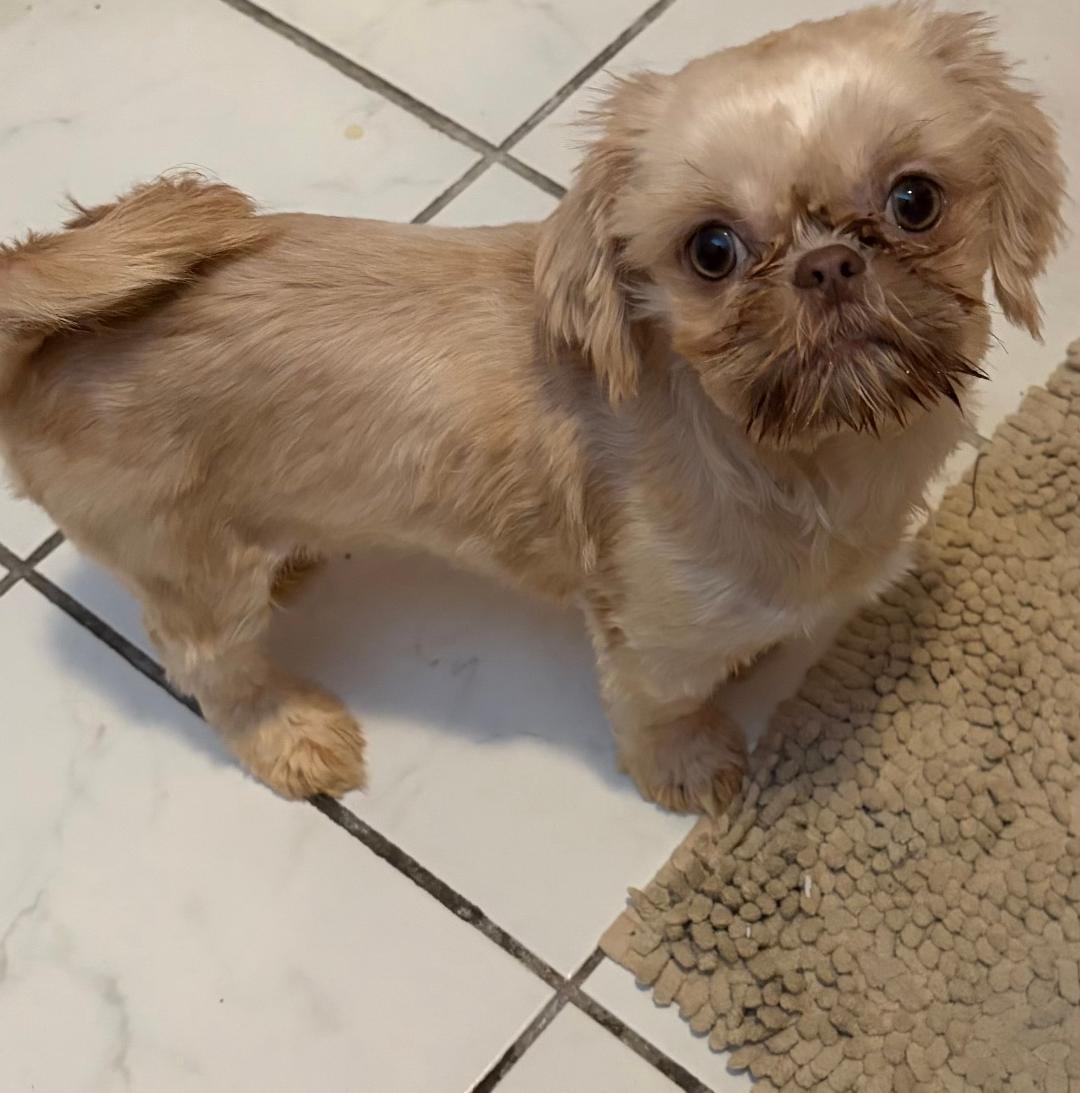 Enlarge MOLLY in RHODE ISLAND, a ADOPTABLE Shih Tzu in West Warwick, RI image 2/4