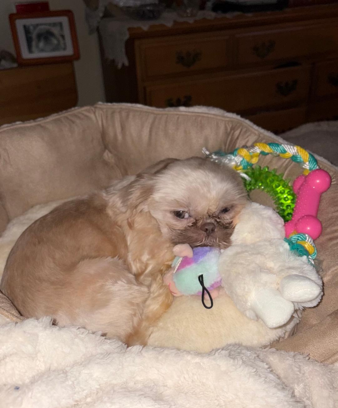 Enlarge MOLLY in RHODE ISLAND, a ADOPTABLE Shih Tzu in West Warwick, RI image 4/4