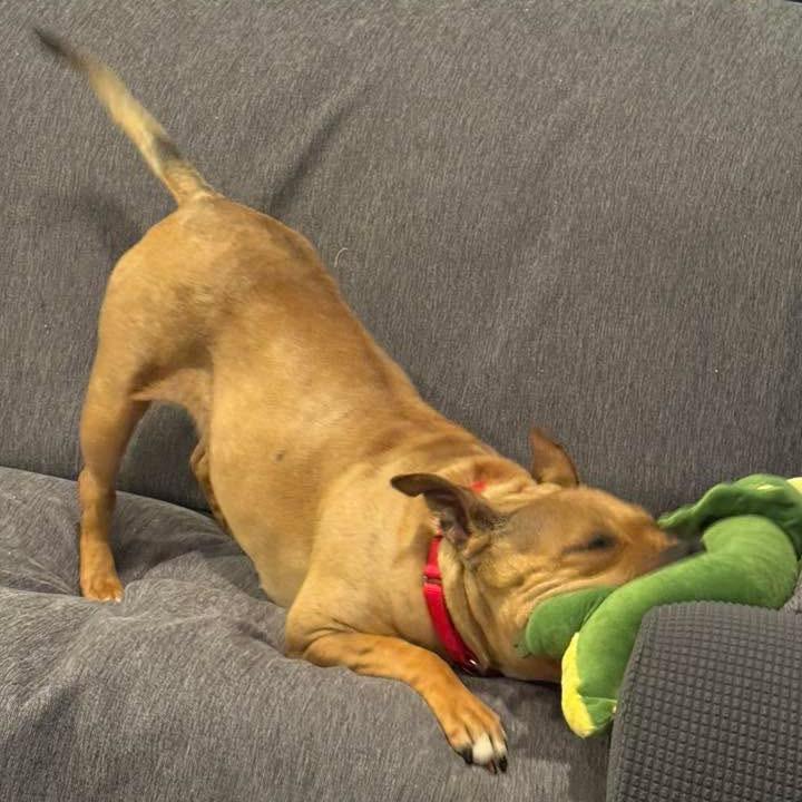 Enlarge Salami (In Foster), a Adoptable Pit Bull Terrier in Vineland, NJ image 2/4