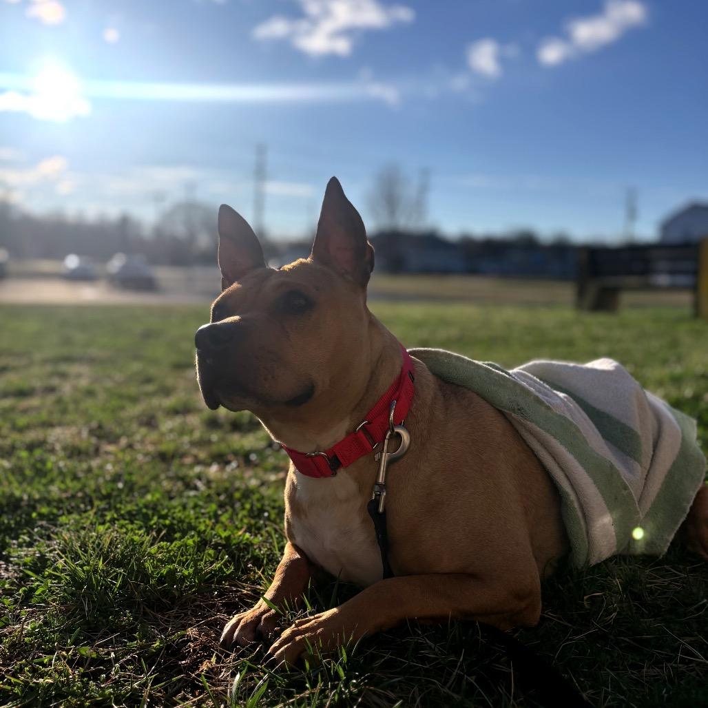 Enlarge Salami (In Foster), a Adoptable Pit Bull Terrier in Vineland, NJ image 3/4