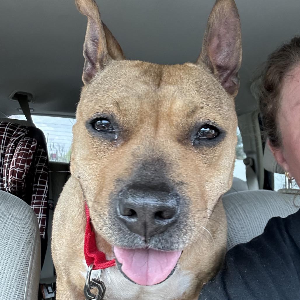 Enlarge Salami (In Foster), a Adoptable Pit Bull Terrier in Vineland, NJ image 4/4