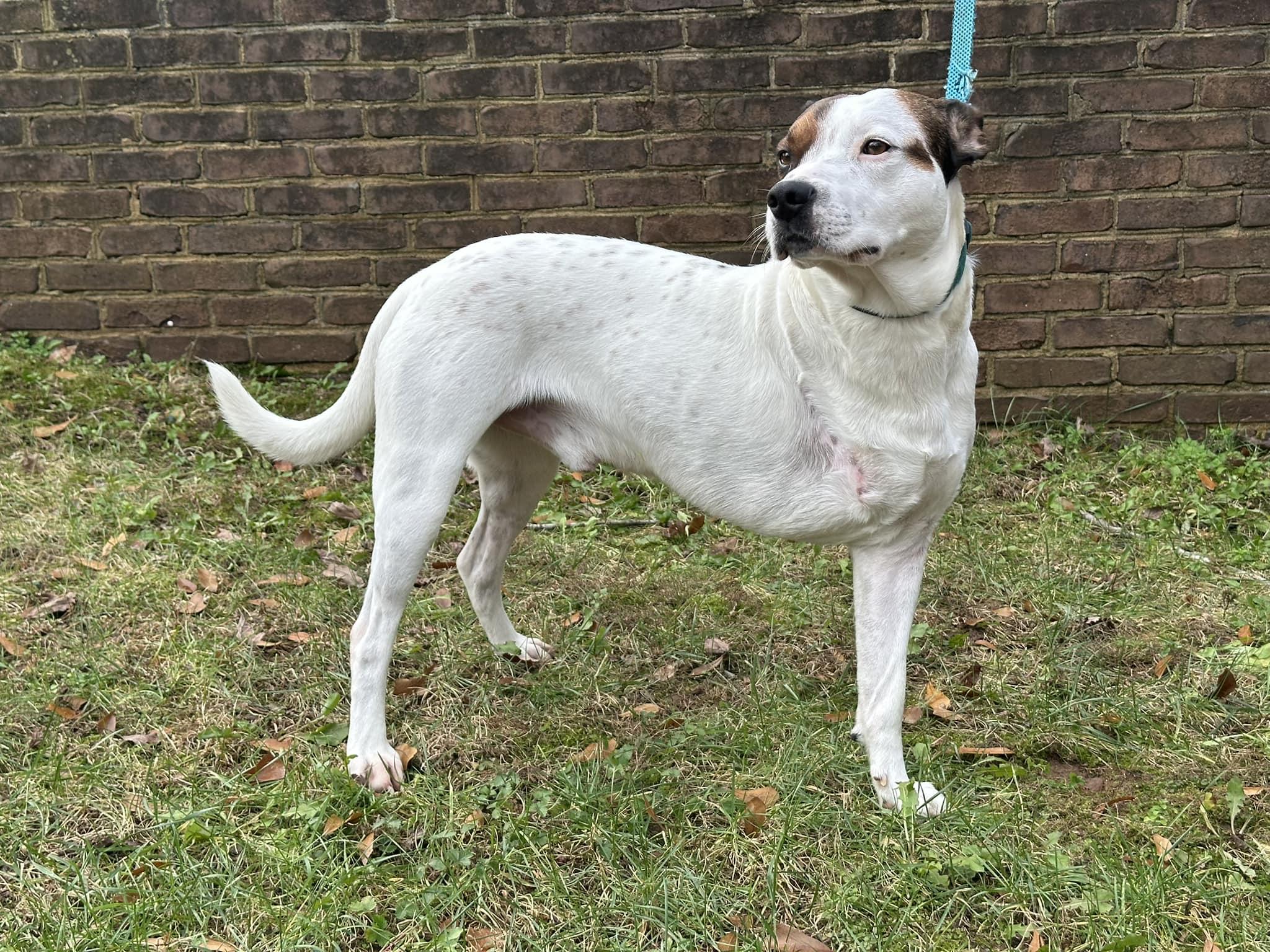Scooby and Tyson, a Adoptable mixed breed in Monroe, NC image 3/6