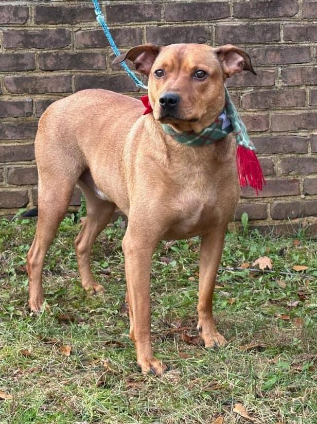 Scooby and Tyson, a Adoptable mixed breed in Monroe, NC image 5/6