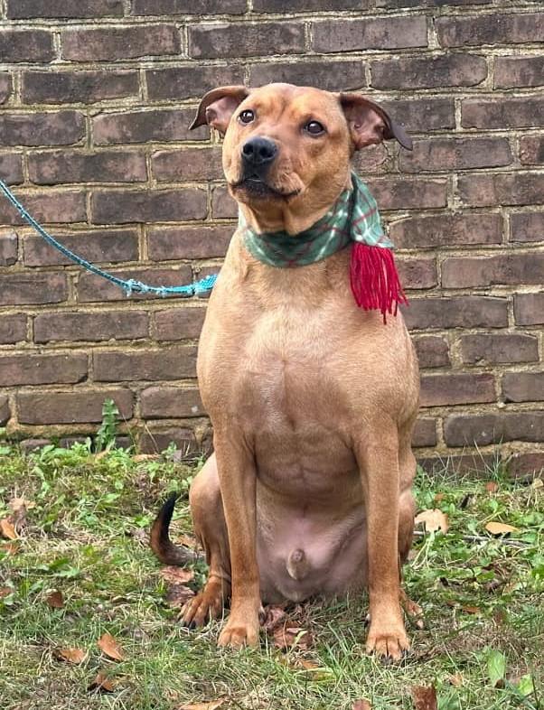 Scooby and Tyson, a Adoptable mixed breed in Monroe, NC image 6/6