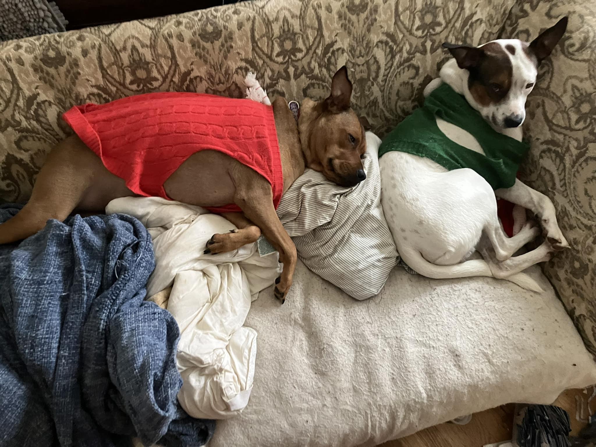 Scooby and Tyson, a Adoptable mixed breed in Monroe, NC image 1/6