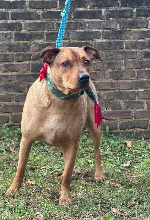 Scooby and Tyson, a Adoptable mixed breed in Monroe, NC image 4/6