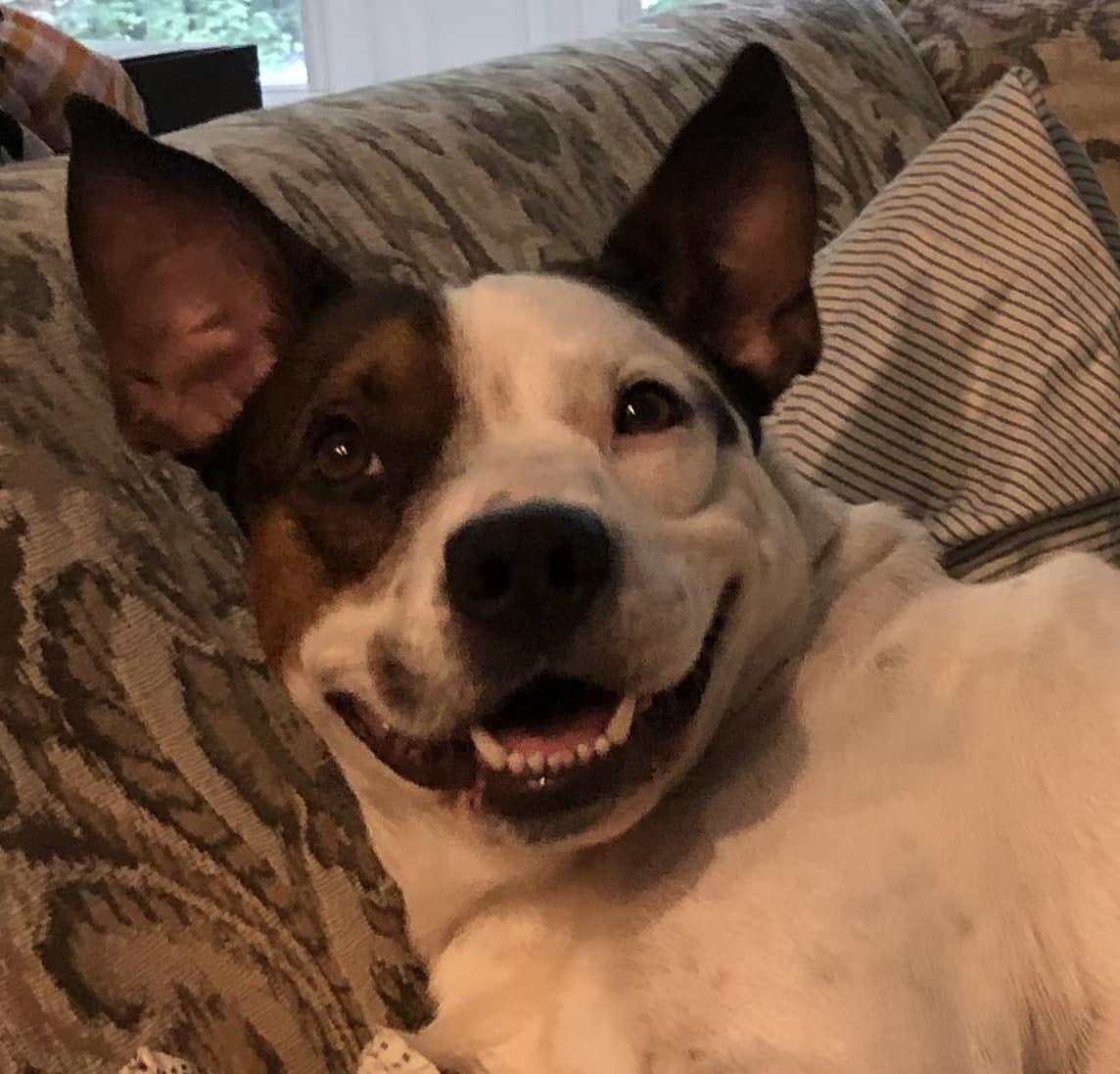 Scooby and Tyson, a Adoptable mixed breed in Monroe, NC image 2/6