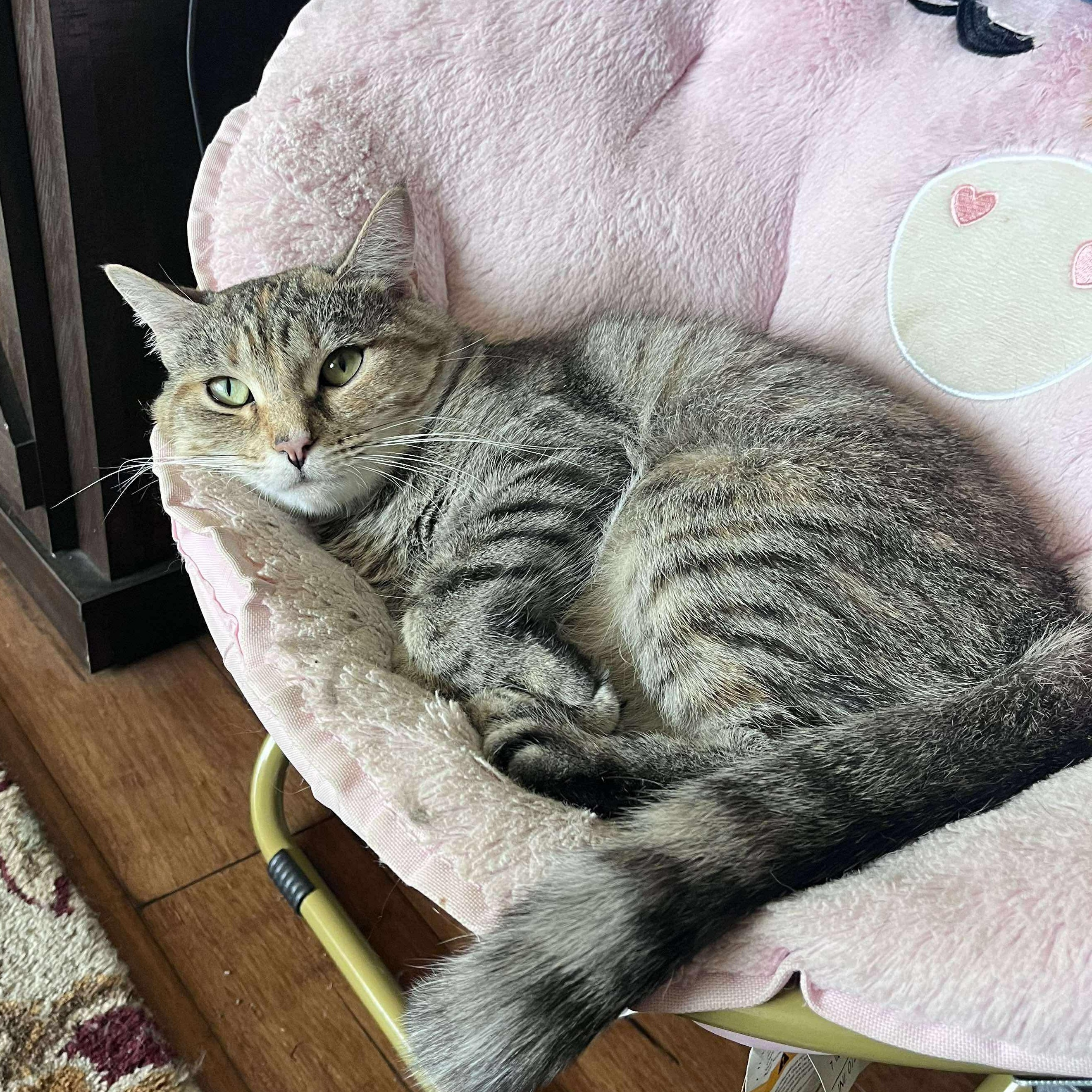 Enlarge Tweety, a ADOPTABLE Domestic Short Hair in Fair Haven, VT image 3/3