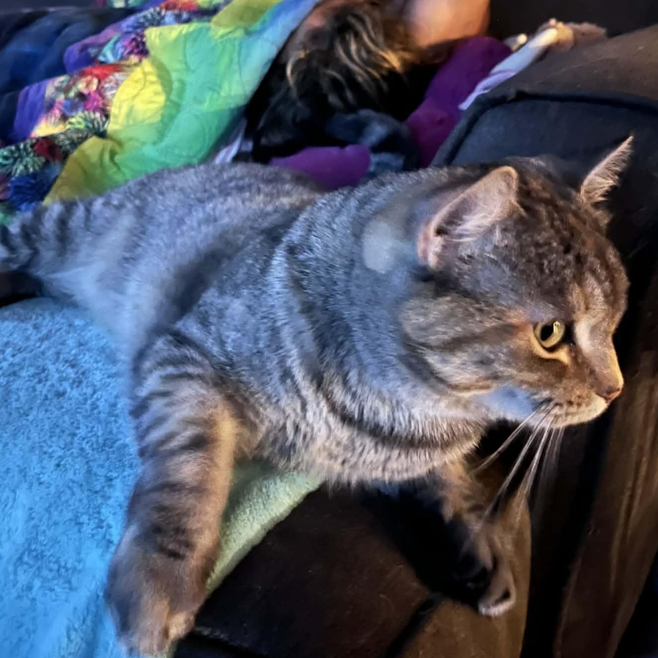 Enlarge Tweety, a ADOPTABLE Domestic Short Hair in Fair Haven, VT image 2/3