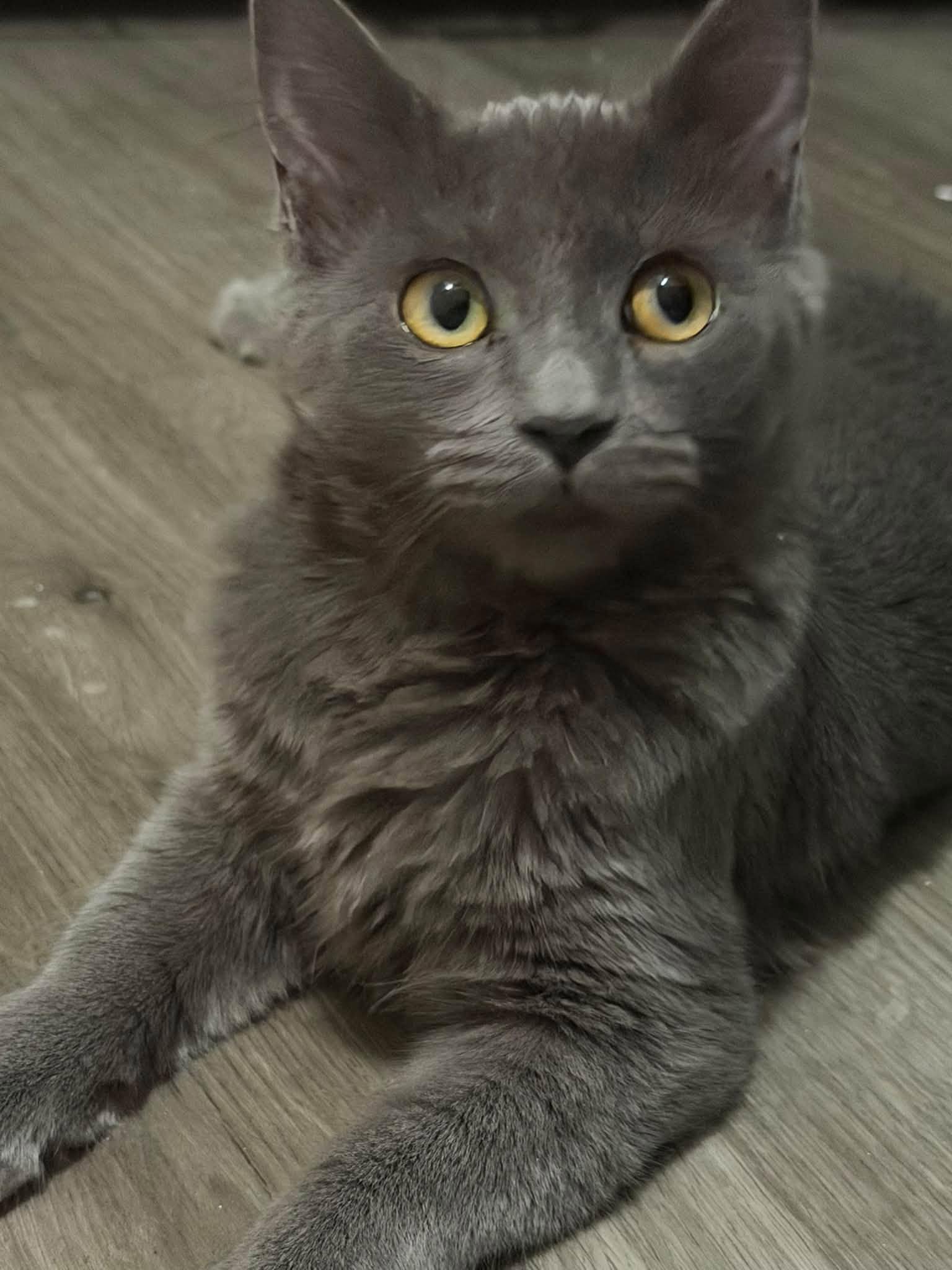 Enlarge Nyxie, a Adoptable Domestic Medium Hair in Queen Creek, AZ image 5/5