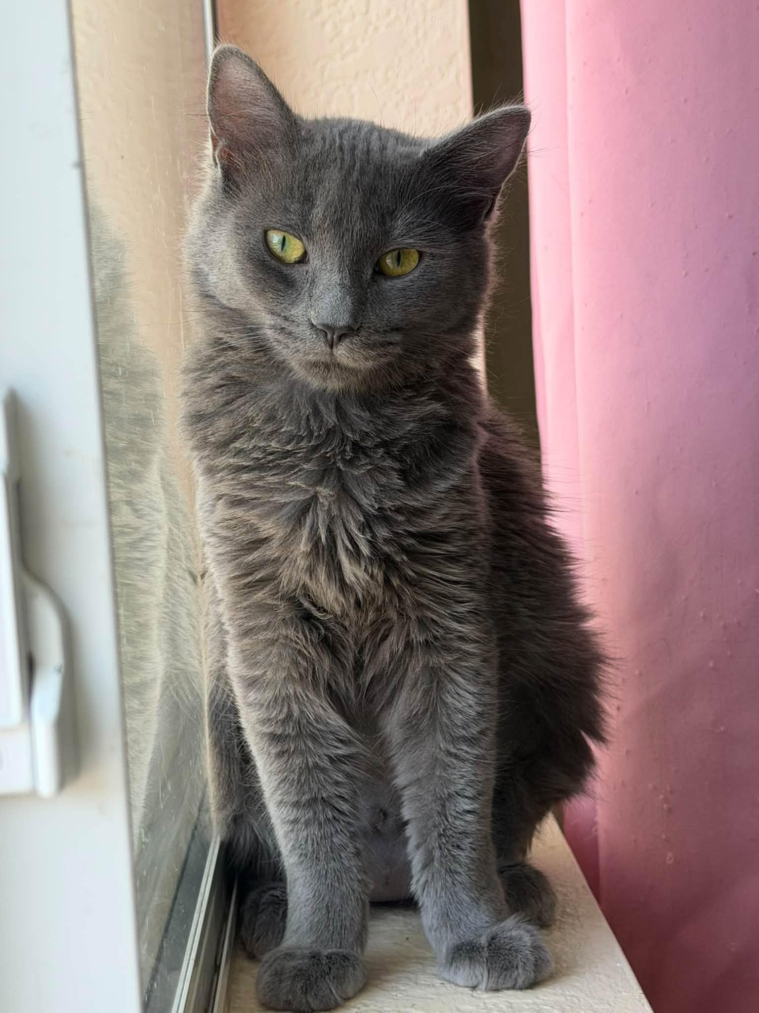 Enlarge Nyxie, a Adoptable Domestic Medium Hair in Queen Creek, AZ image 2/5