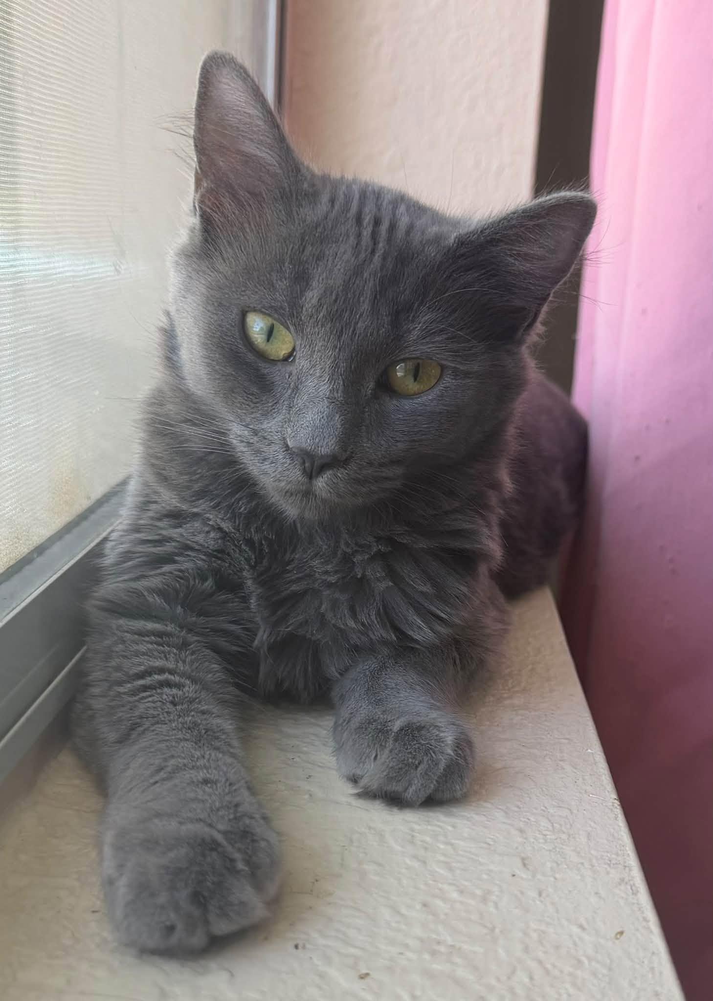 Enlarge Nyxie, a Adoptable Domestic Medium Hair in Queen Creek, AZ image 3/5