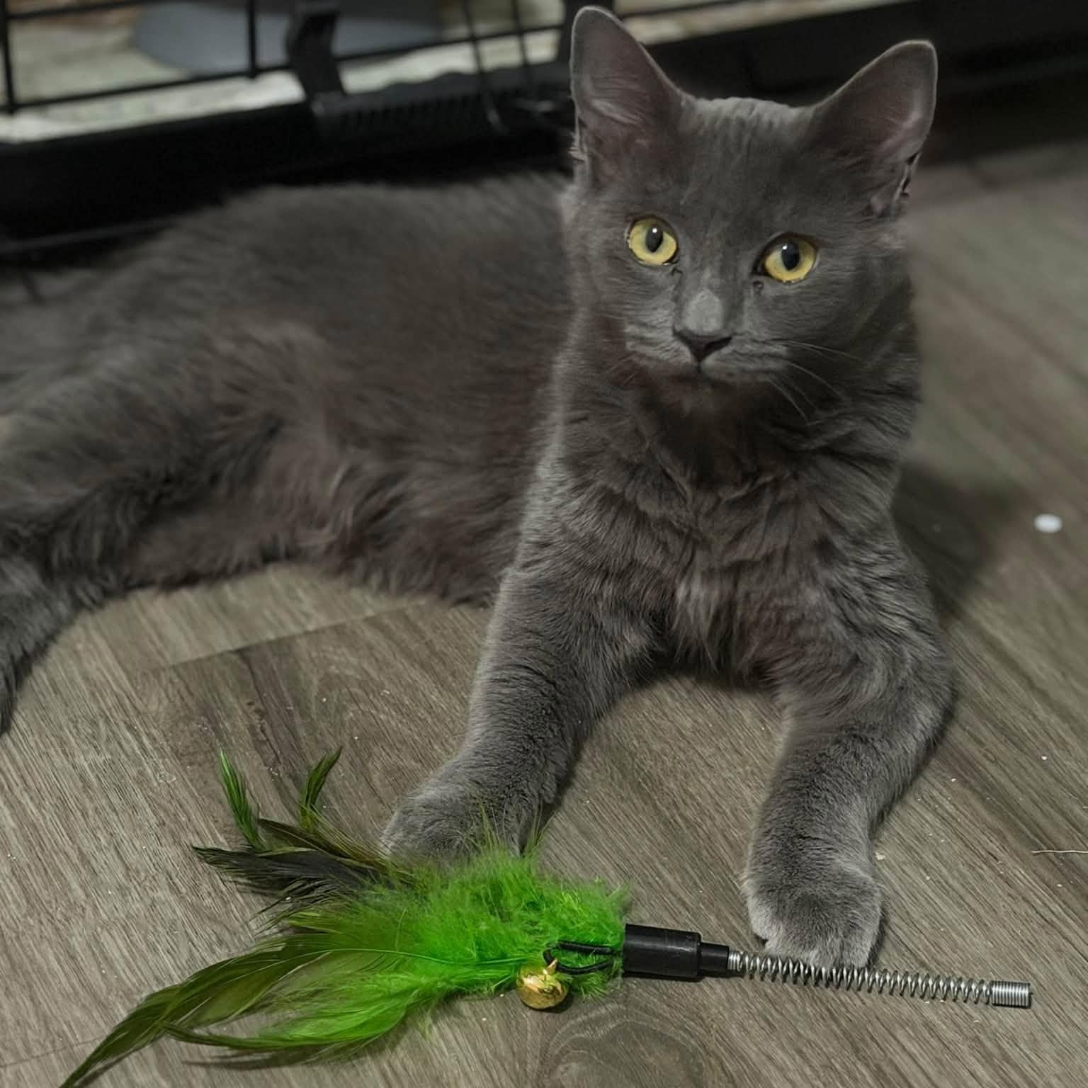 Nyxie, Adoptable, Kitten Female Domestic Medium Hair.