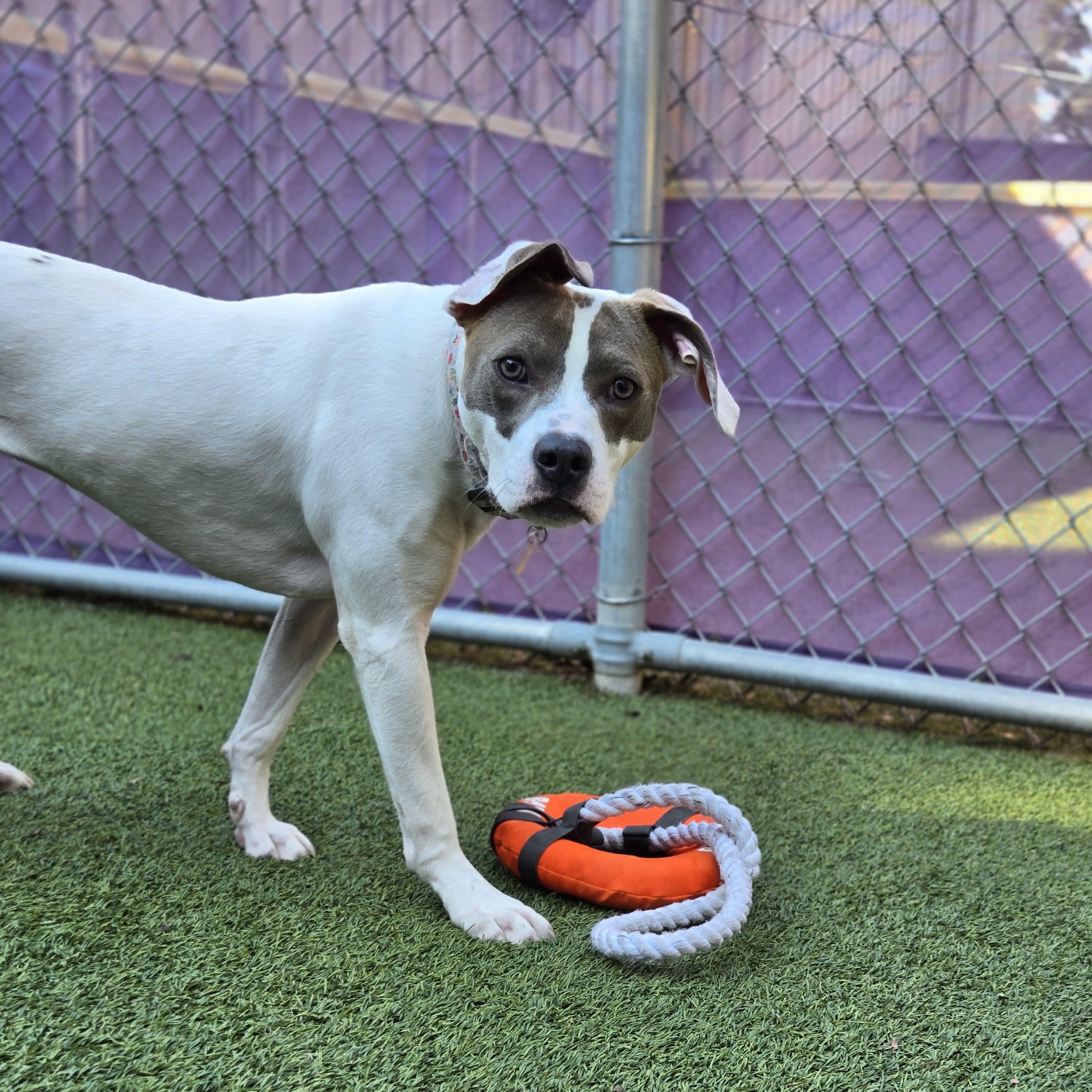 Honey — thumbnail 2