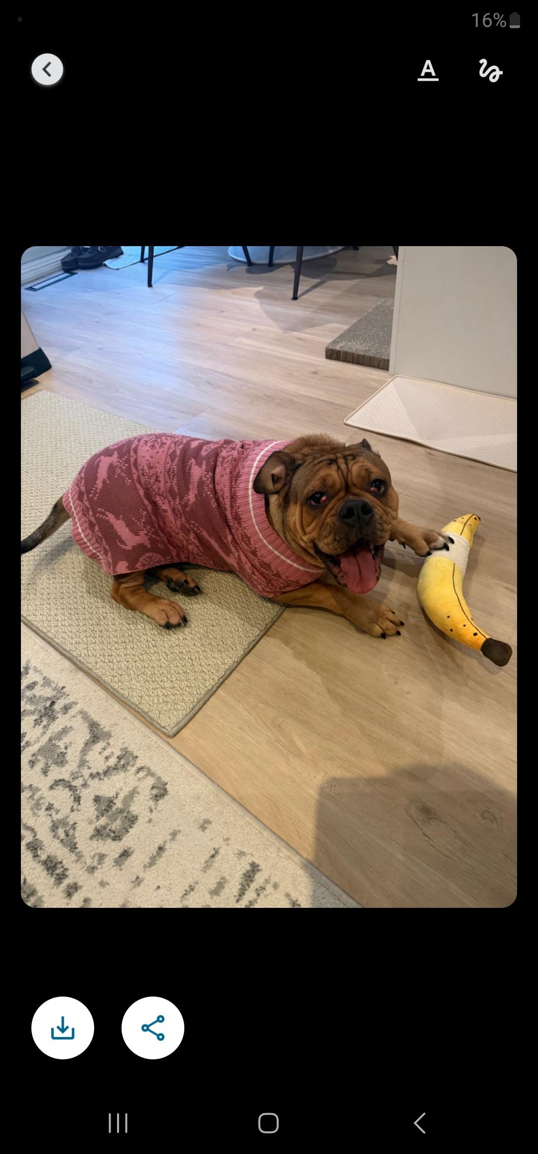 Daisy, Adoptable, Adult Female English Bulldog & French Bulldog.