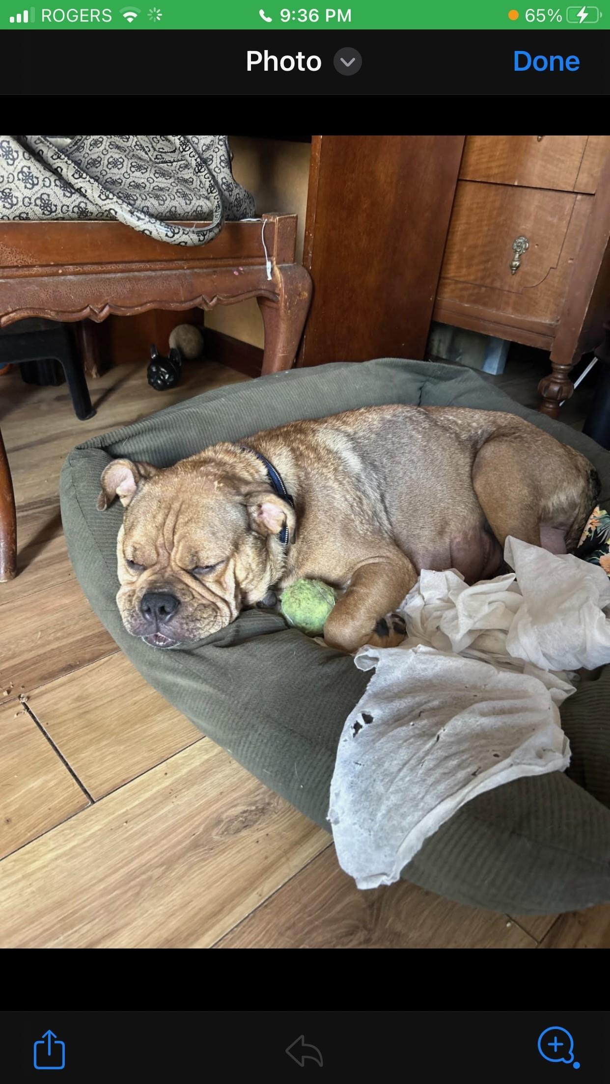 Enlarge Daisy, a Adoptable mixed breed in Scarborough, ON image 6/6