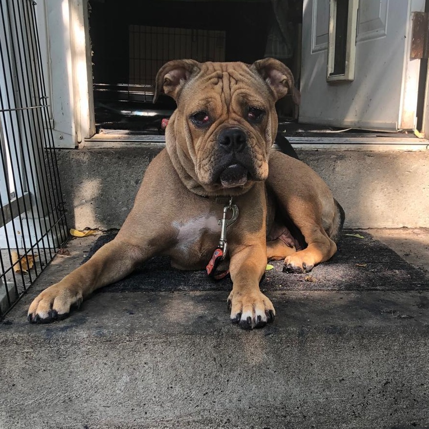 Enlarge Daisy, a Adoptable mixed breed in Scarborough, ON image 4/6