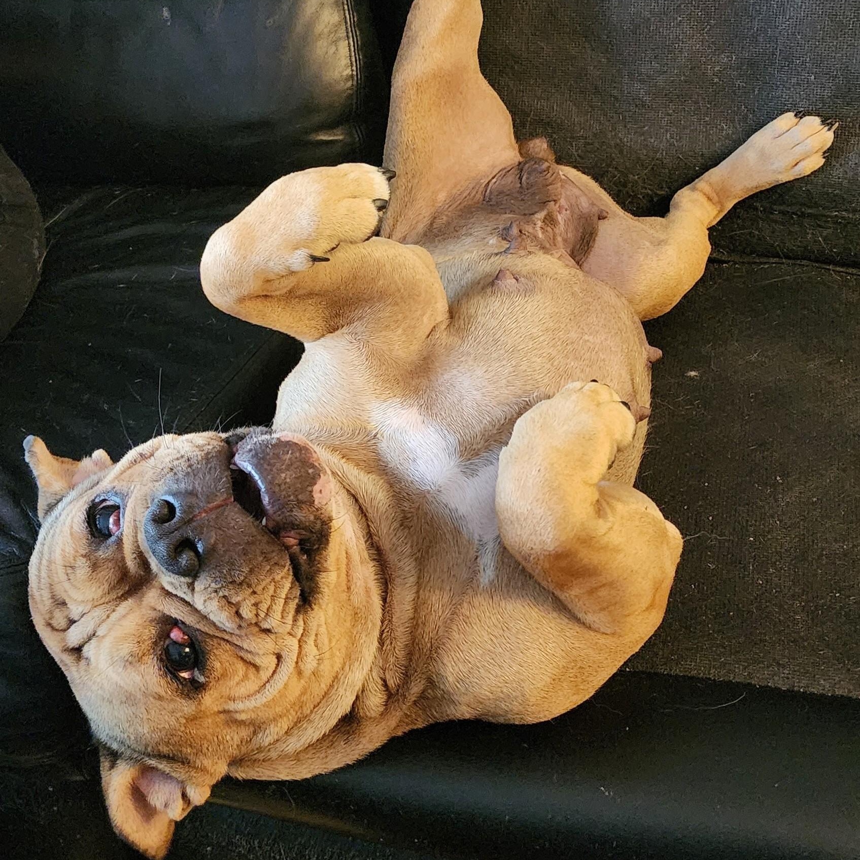 Daisy, adopted, Adult Female English Bulldog & French Bulldog.