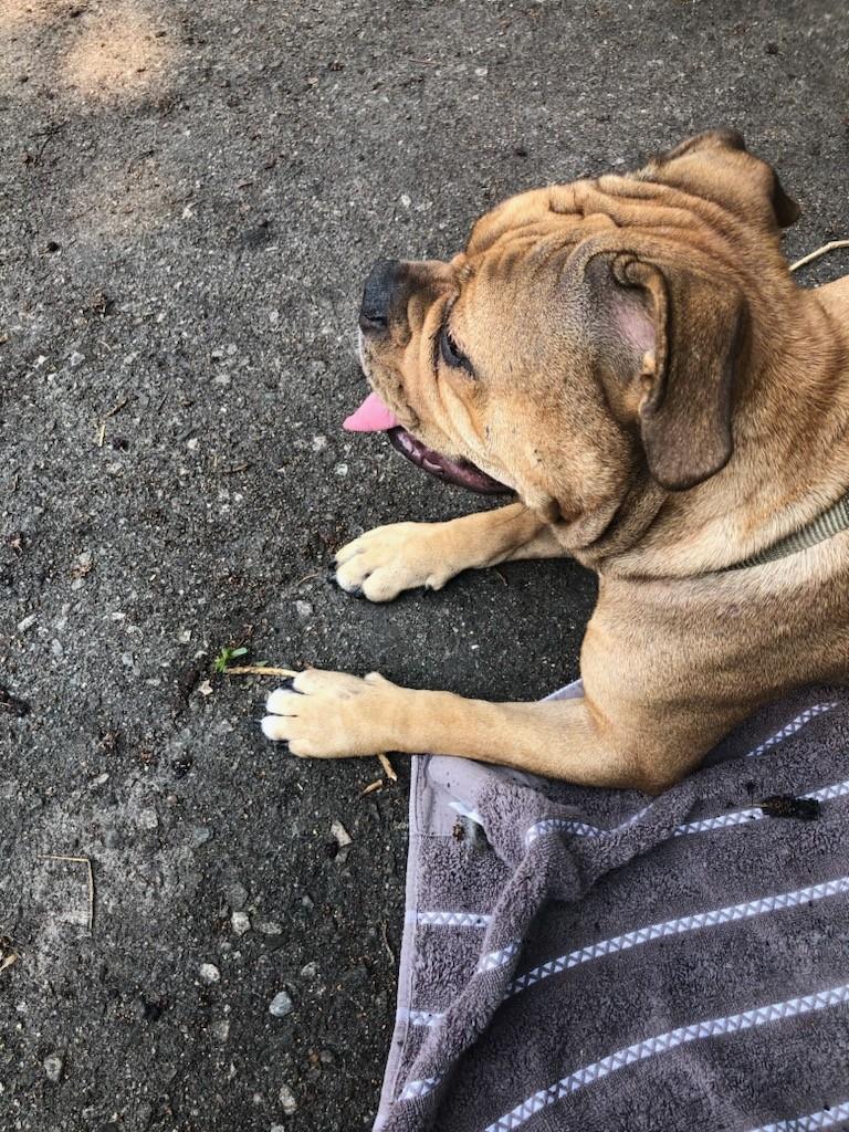Enlarge Daisy, a Adoptable mixed breed in Scarborough, ON image 5/6