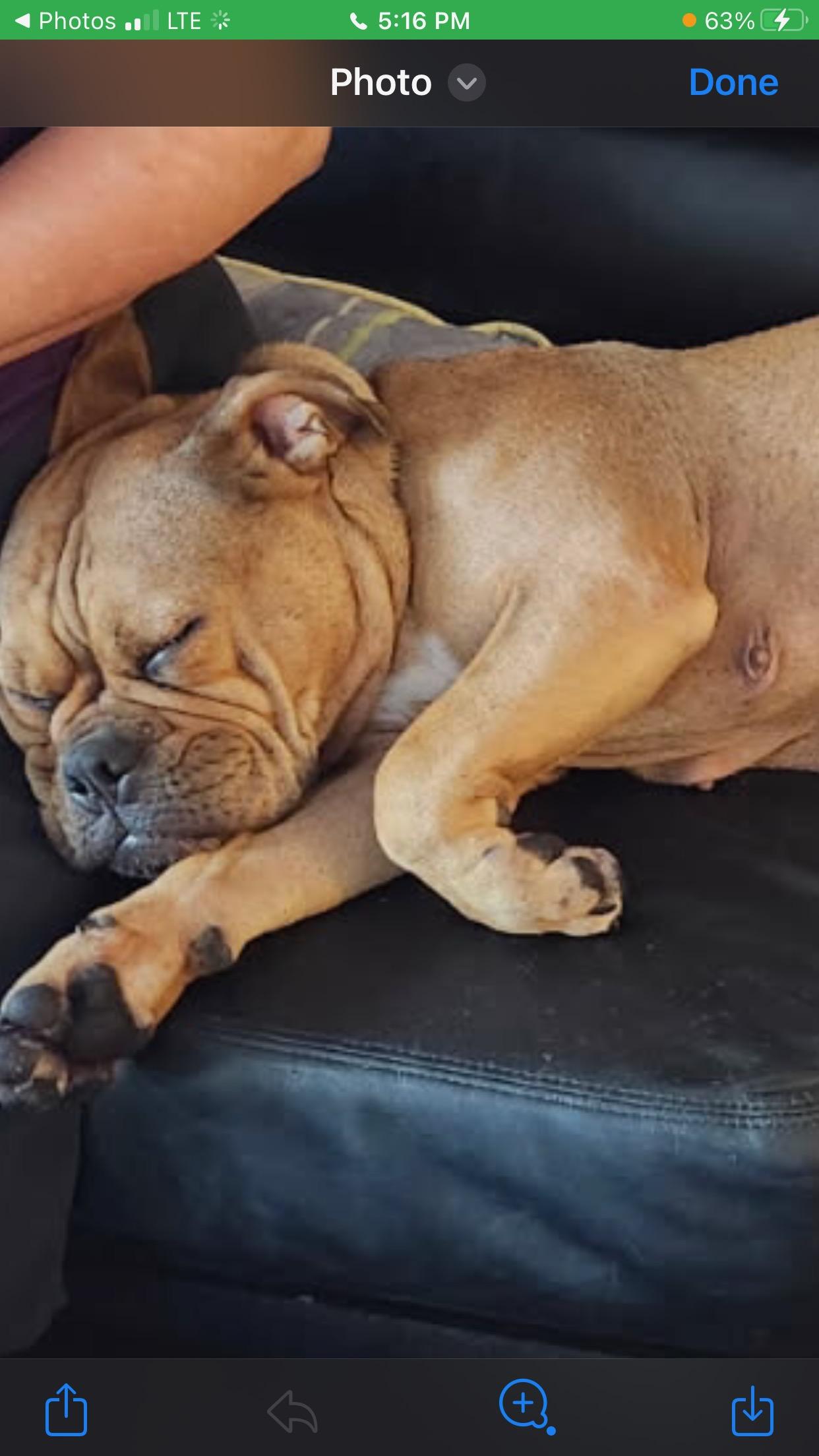 Enlarge Daisy, a Adoptable mixed breed in Scarborough, ON image 3/6