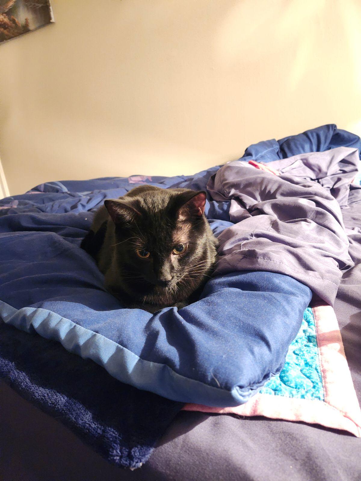 Harley, a Adopted Domestic Short Hair in Cranbrook, BC image 5/6