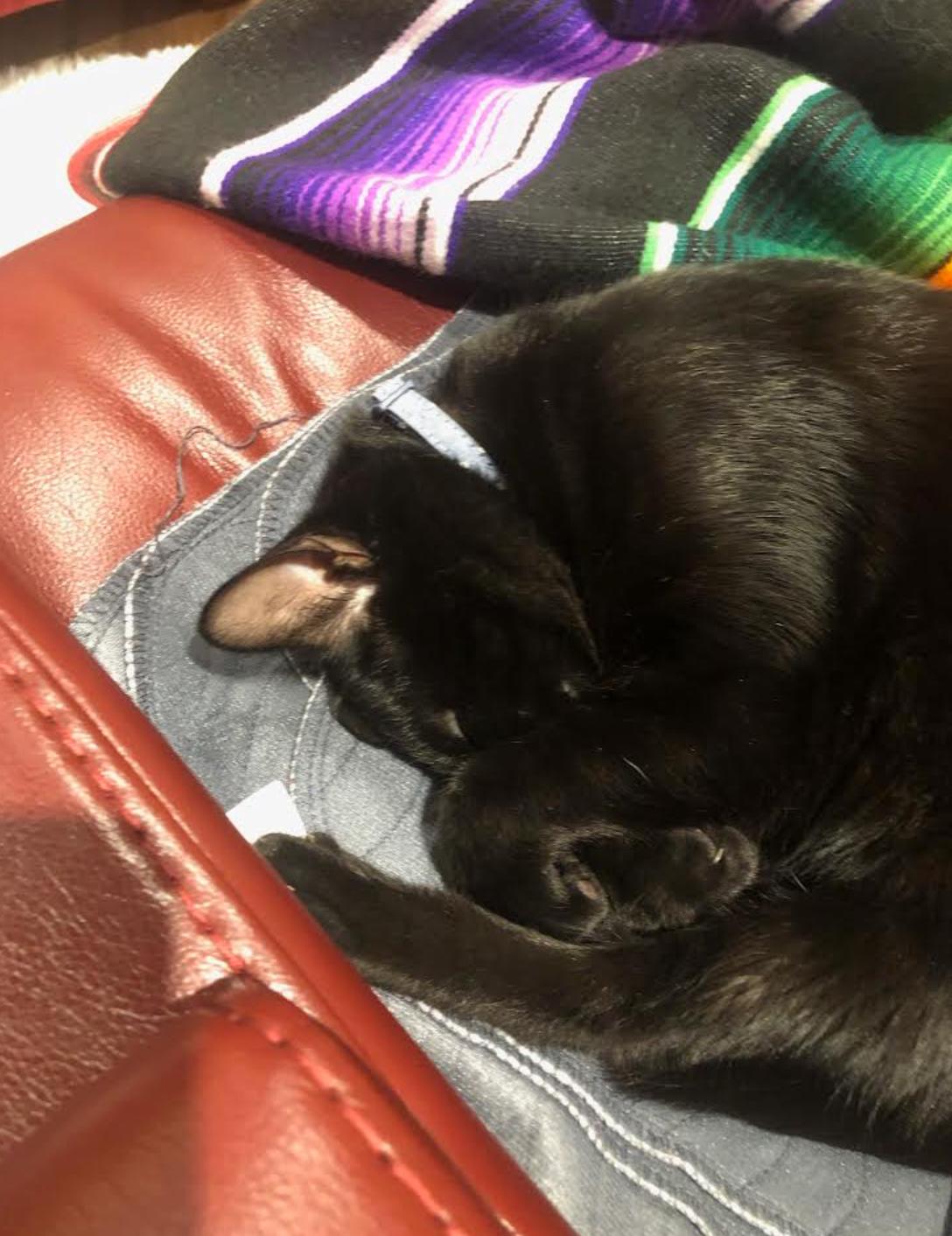 Harley, a Adopted Domestic Short Hair in Cranbrook, BC image 6/6