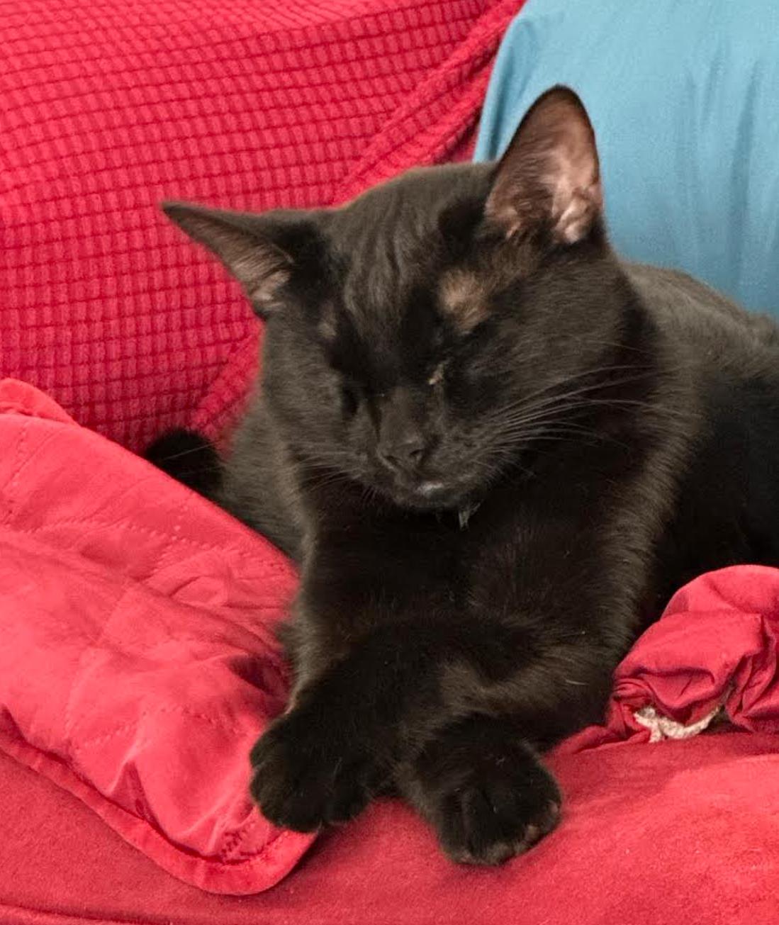 Harley, a Adopted Domestic Short Hair in Cranbrook, BC image 3/6