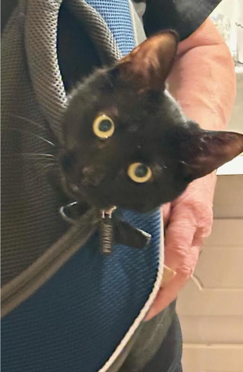 Harley, Adopted, Young Male Domestic Short Hair.