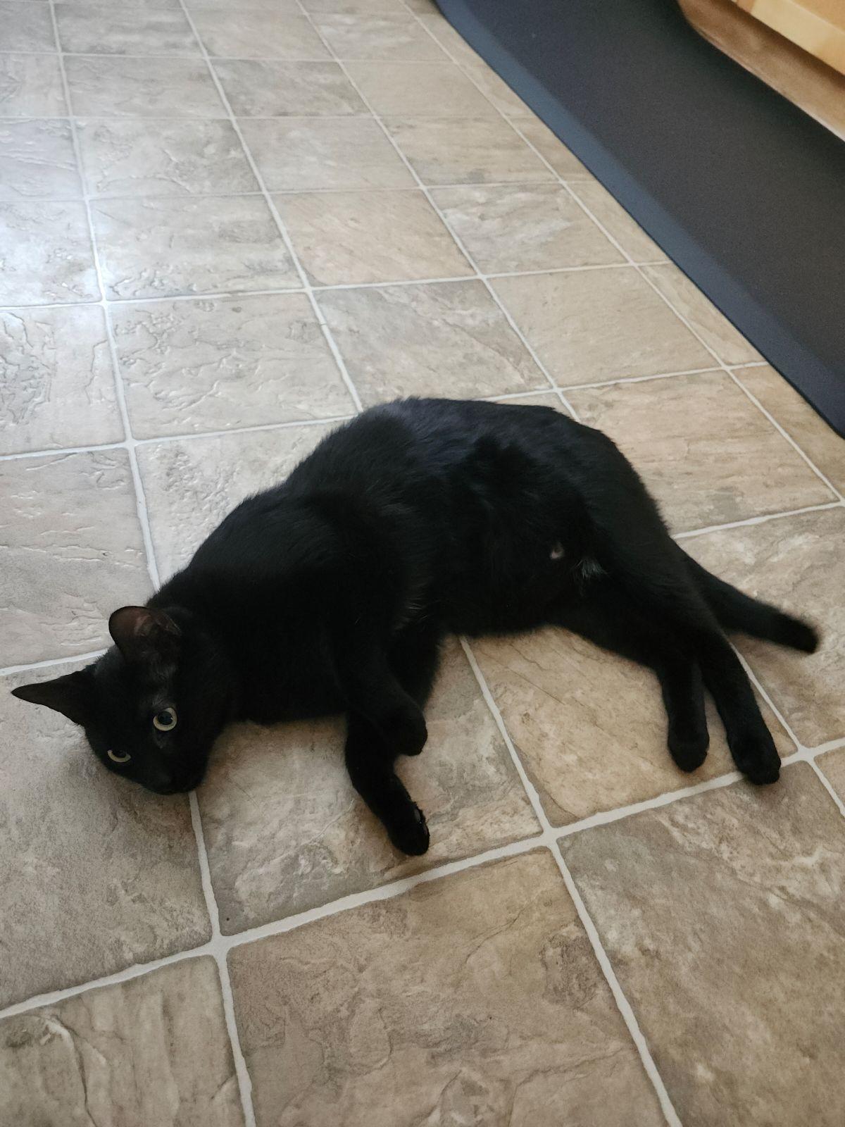 Harley, a Adopted Domestic Short Hair in Cranbrook, BC image 4/6