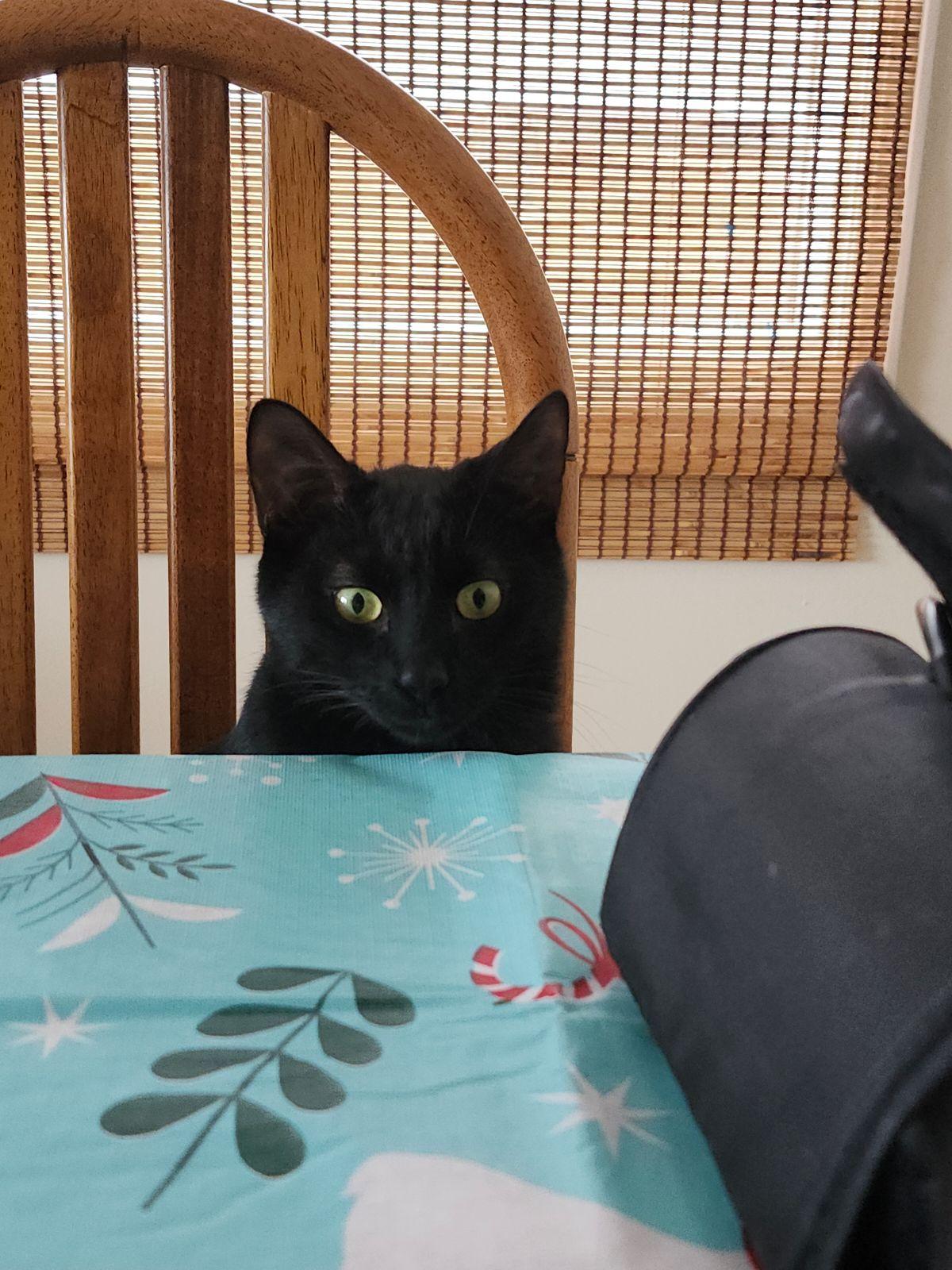 Harley, a Adopted Domestic Short Hair in Cranbrook, BC image 2/6