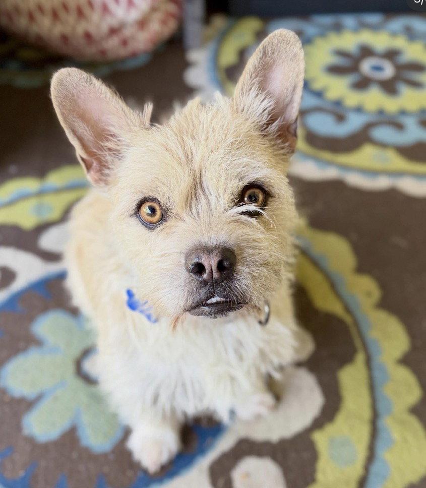 Elsa, Adopted, Adult Female Terrier.