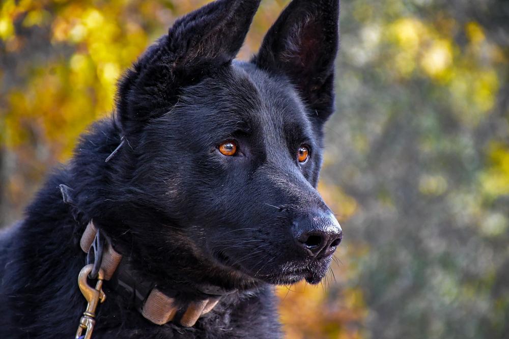 Enlarge Creed, a Adoptable mixed breed in Shingle Springs, CA image 1/6