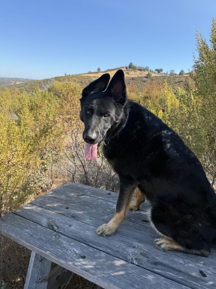 Enlarge Creed, a Adoptable mixed breed in Shingle Springs, CA image 2/6